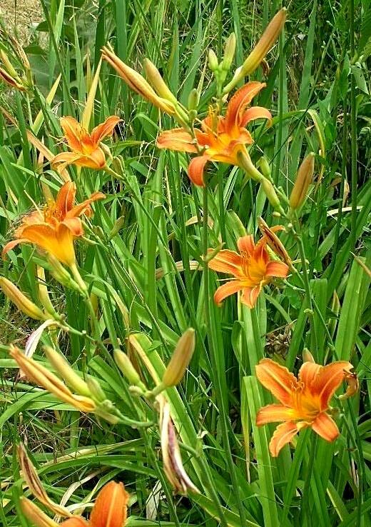 Hemerocallis fulva / Giglio di San Giuseppe